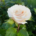 Daire на фонтане *