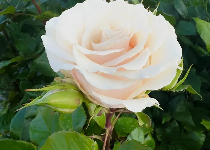 Apartment на фонтане *